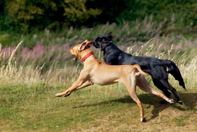 Dog race on Ham Hill