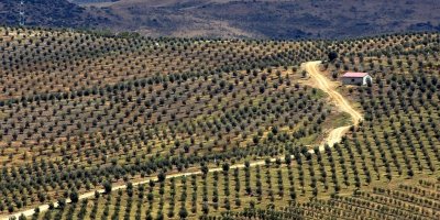 Olive trees, near Alora