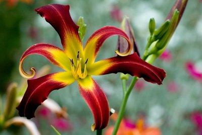 Curly lily, Lost Gardens of Heligan (3098)