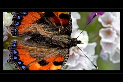 Tortoiseshell, Knightshayes