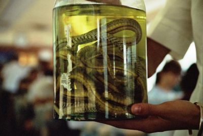 Snake Wine