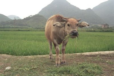Yangshou