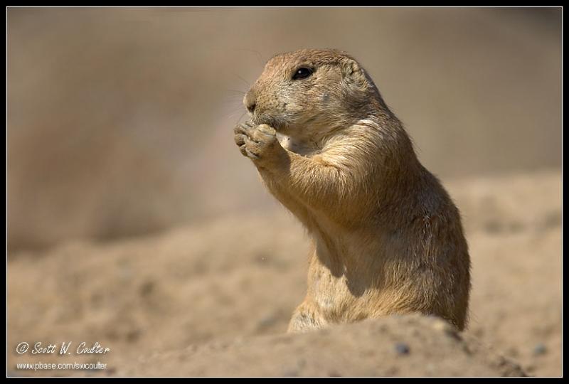 Prairie dog - Minnesota Zoo