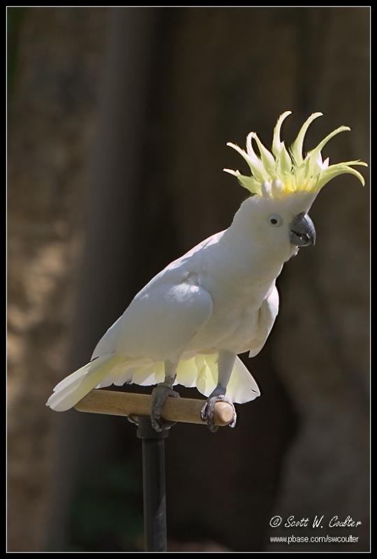 Sulphur-crested Cockatoo - Minnesota Zoo