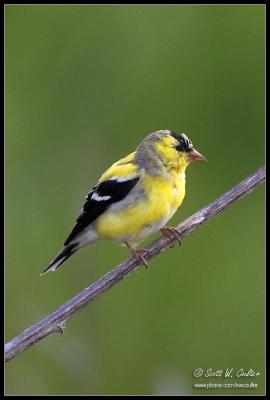 American Goldfinch