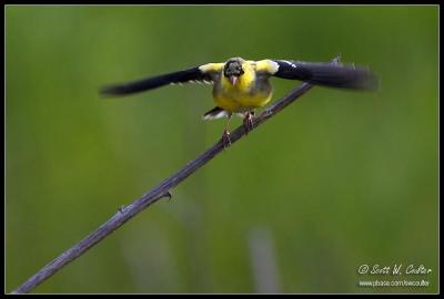 American Goldfinch