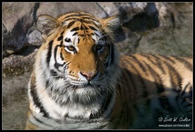 Amur Tiger - Minnesota Zoo