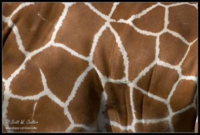 Giraffe - Minnesota Zoo