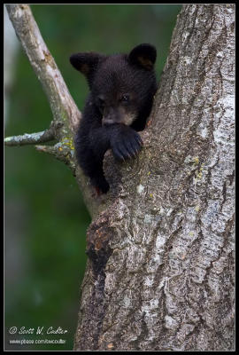 Black bear - MN  (June 2006)