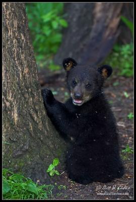 Black bear - MN  (June 2006)