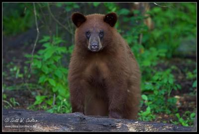 Black bear - MN  (June 2006)