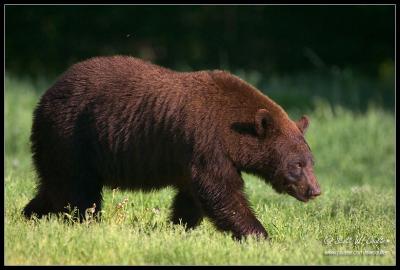 Black bear - MN  (June 2006)