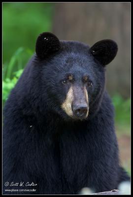 Black bear - MN  (June 2006)