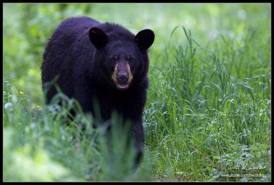 Black bear - MN  (June 2006)
