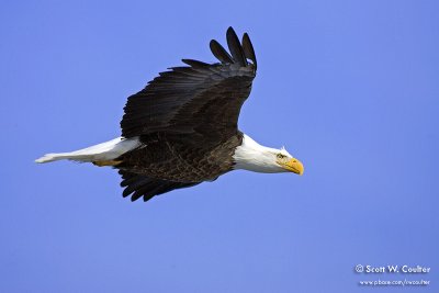 Bald Eagle - Red Wing, MN