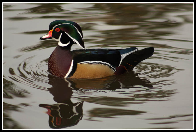 Wood Duck