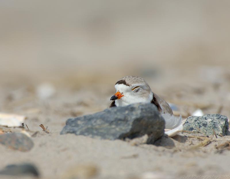 JFF4254 Piping Plover Sleeping