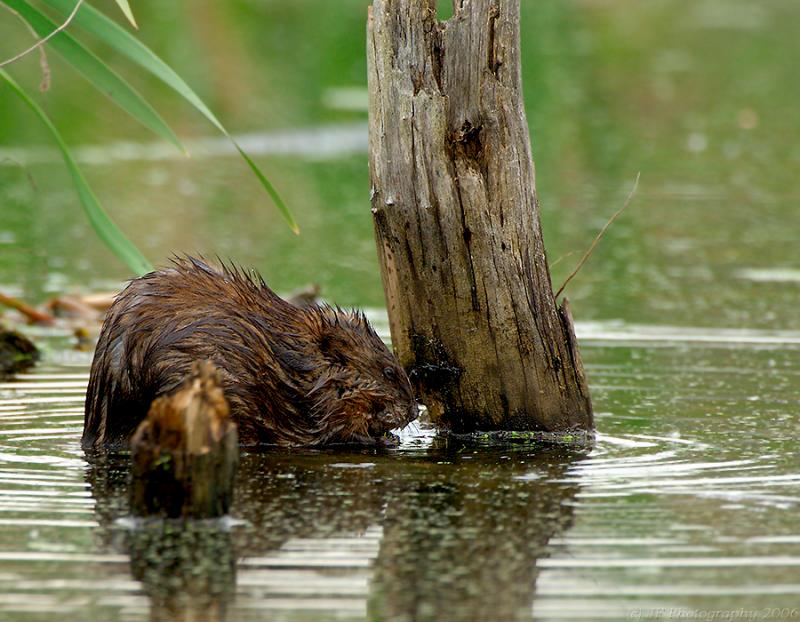 _JFF5017 Muskrat A.jpg