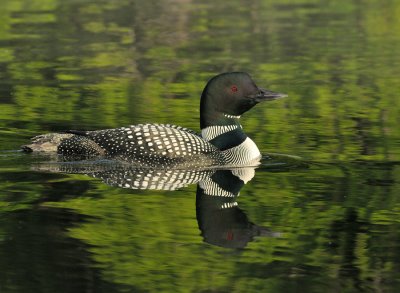 _NW05706 Female Loon Grafton Pond.jpg