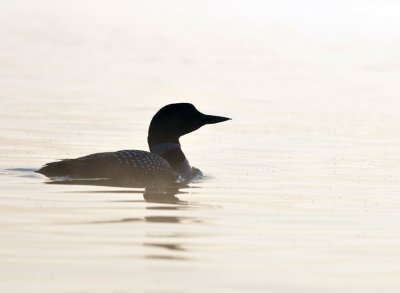 _NW05660 Loon Backlit at Dawn Conniston.jpg