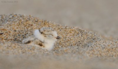 piping_plovers_2