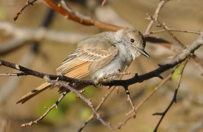 _NW08046 Flycatcher.jpg