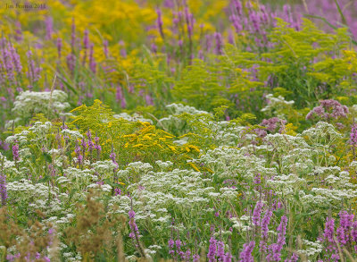 late_summer_wet_meadow_colors