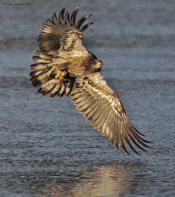 Bald Eagle Juvenile Catching Fish ~ Amesbury, MA
