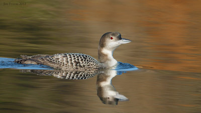 _N122422 Common Loon Winter Plumage.jpg