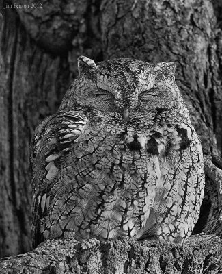 _N122558 Gray Morph Eastern Screech Owl.jpg