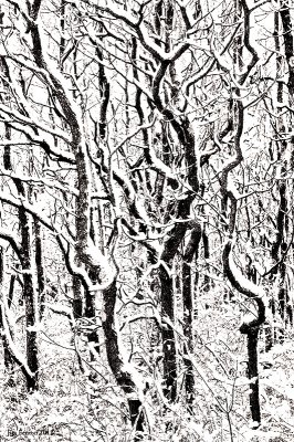 _N123106 Plum Island Trees in Snow.jpg