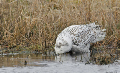 _N123838 Snowy Owl Drinking From Pond.jpg