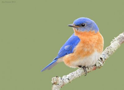 _NW00969 Eastern Bluebird Male.jpg