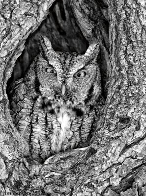_NW08674 Gray Morph Eastern Screech Owl.jpg
