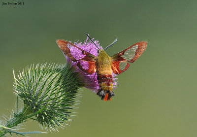 _NW09065 Clear Wing Hummingbird Moth.jpg