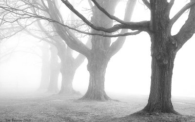 _NW00664 Ancient Maples in Fog.jpg