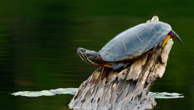 Eastern-Paintted-Turtle.jpg