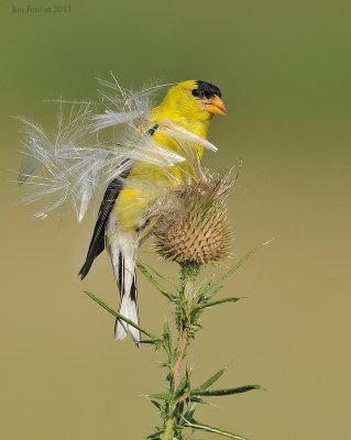 136996051.peQnMOBB._NW09238.JPG