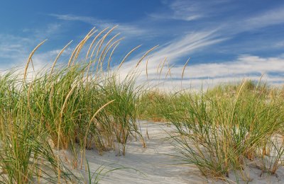 Dune Breezes Gallery Wrap