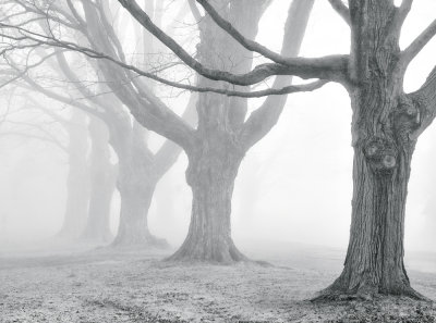 _NW00664 Ancient Maples in Fog.jpg