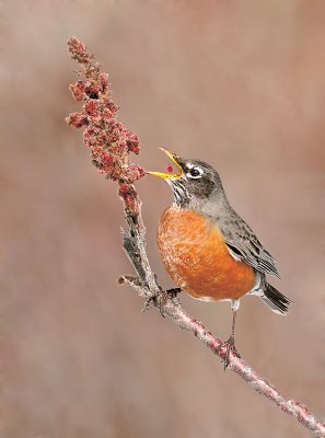 _NW90546 American Robin on Sumac.jpg