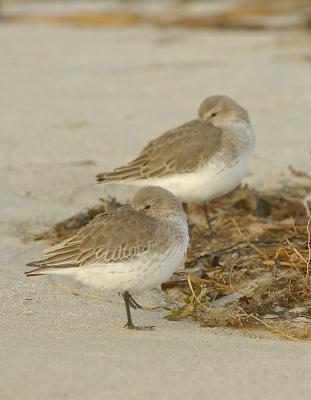 25 Dunlins Sleeping
