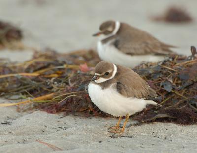  2 semipalmated plovers