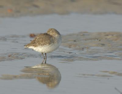 27 Dunlin Sleeping