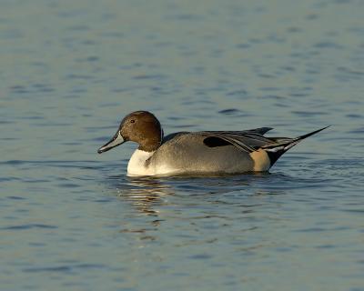 155 Northern Pintail Male