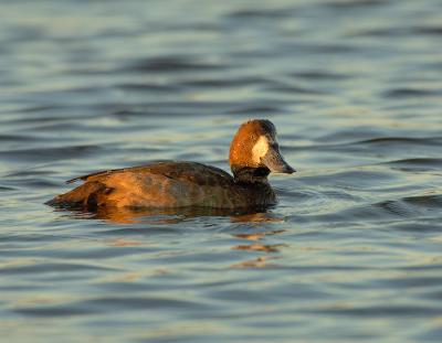 158 Greater Scaup