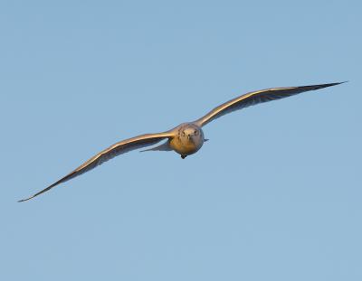 _JFF3189 Late Light Gull.jpg