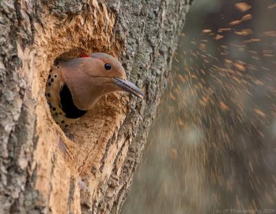 _JFF3293 Northern Flicker Excavating Nest