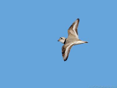 Piping Plover in Flight