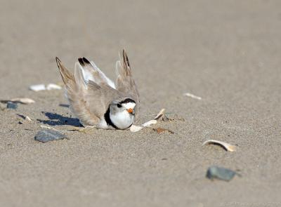 JFF3057 Piping Plover Digging Nest Scrape